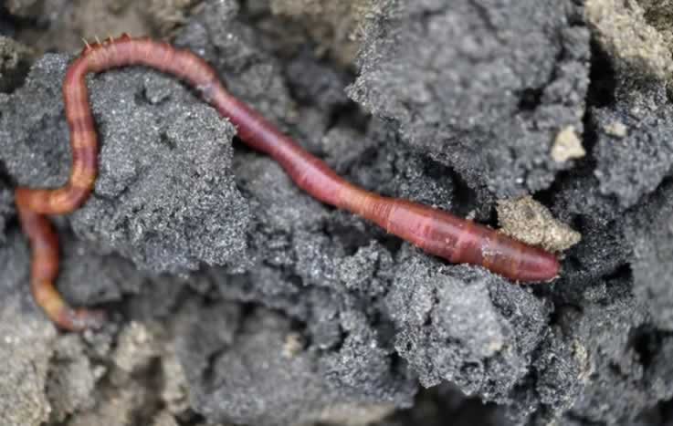 Червь-удильщик, или песчаный червь (Arenicola marina)