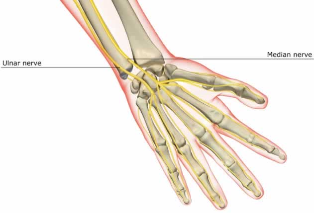 Компрессия или ущемление локтевого нерва - причина циклической боли в руке.